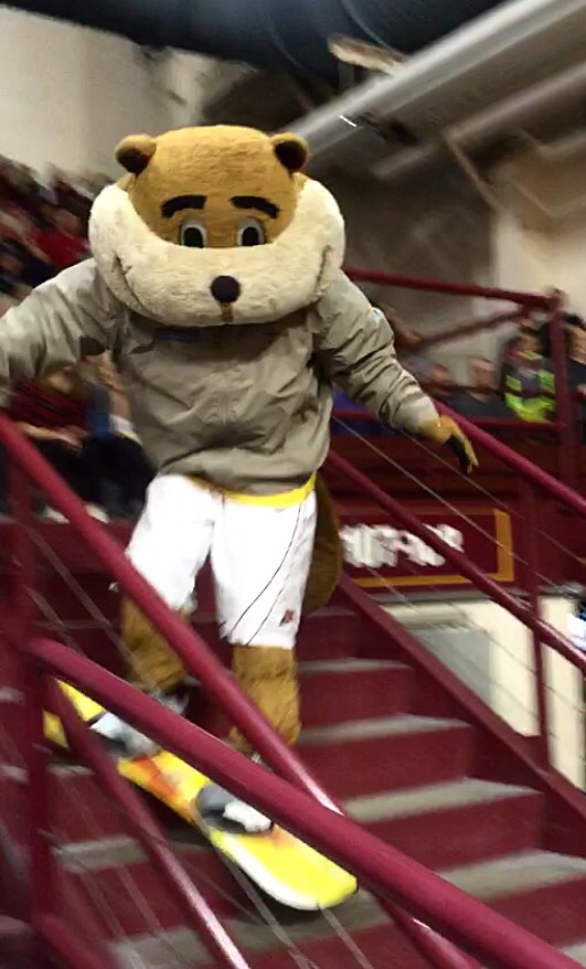 Goldy Gopher, the Minnesota mascot, in a tan jacket and white shorts, riding a yellow snowboard down a maroon-railed staircase through the stands during a women's volleyball match.